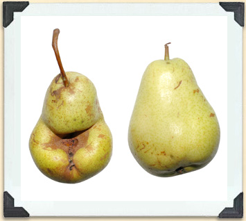 If a fruit tree's flowers are not sufficiently pollinated, its fruit can be misshapen, like the pear on the left. 