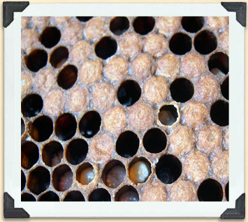 Larvae grow very rapidly in a brood frame. 