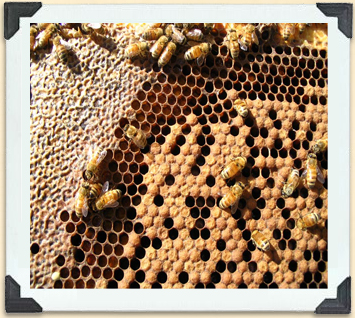 Worker bees take care of the growing larvae and the hive.  