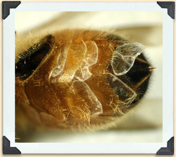 Wax flakes from the bee's abdomen are used to cap comb cells. 
