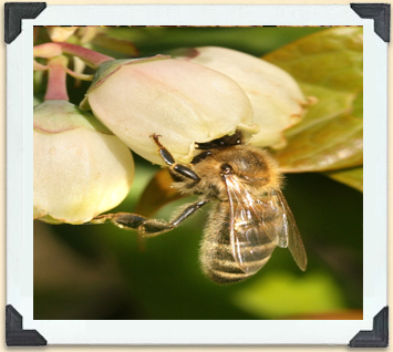 Ces butineuses retourneront vers la ruche chargées du nectar et du pollen prélevé dans les fleurs de bleuet. 