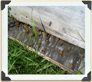 These bees are busy fanning and communicating with each other on the hive landing board. 