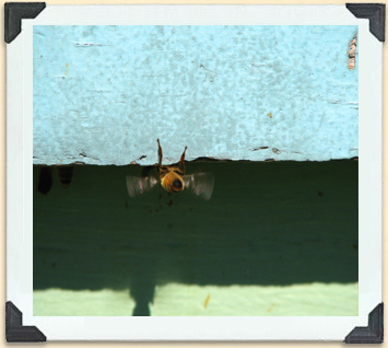 Les ouvrières agitent leurs ailes pour ventiler l'intérieur de la ruche et y maintenir une température adéquate. 