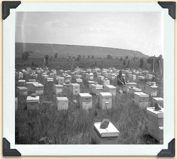 An early 20th century Canadian bee yard full of hives based on Langstroth`s design. 