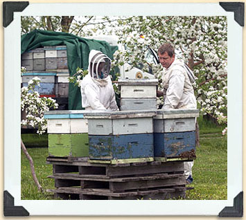 Déchargement de ruches dans un verger. 