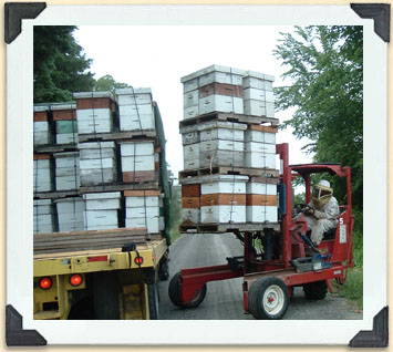 Unloading hives brought from Ontario to pollinate blueberries in Nova Scotia.  