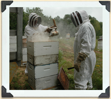 Les enfumoirs sont particulièrement utiles au moment de retirer les cadres de miel que les abeilles ont mis tant d'ardeur à remplir. 