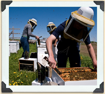 Un lève-cadres est utilisé pour racler les joints de propolis et permettre à l'apiculteur d'inspecter la colonie. 