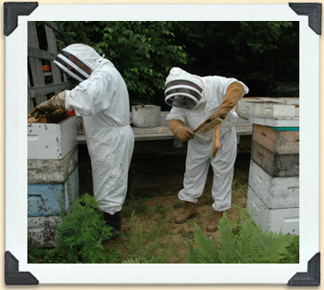 Bee suits, veils and gloves offer the beekeeper protection when the bees seem 'uncooperative.' 