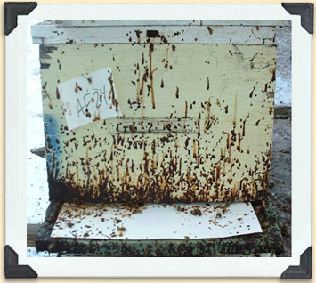 Fecal staining on the exterior of a hive box is an obvious sign of nosema. 