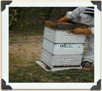 A top feeder consists of a shallow box full of sugar syrup that's placed on the top of a beehive. 