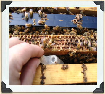 The new queen in her travelling cage is inserted between two frames: her new colony of bees get used to her smell, chew through the seal and release her.  