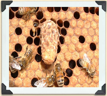 This queen cell may be a sign that a swarm is imminent. 