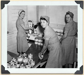 Filling honey tins often offered women seasonal employment, ca 1940. 