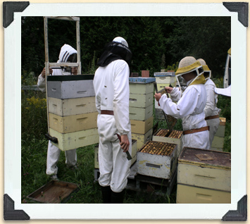 A mechanical lift powered by hydraulics helps these beekeepers handle heavy hive boxes full of honey.  