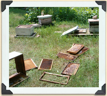 A sight that beekeepers prefer not to see: a bear has demolished hives in its search for honey and bees to eat.   