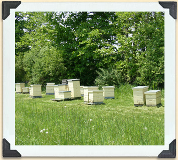 Hive boxes are kept above the ground to protect the bees from the damp grass and small pests.  