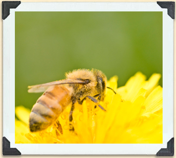 Les poils de cette abeille sont couverts de pollen de pissenlit. 