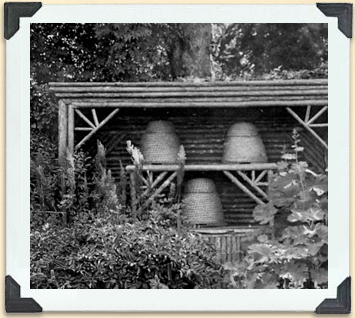 Au XIXe siècle, il était courant de voir des cloches en paille et des ruches dans les jardins de ville du Canada. 