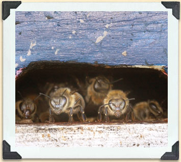 Guard bees at the entrance to a hive present a daunting presence. 