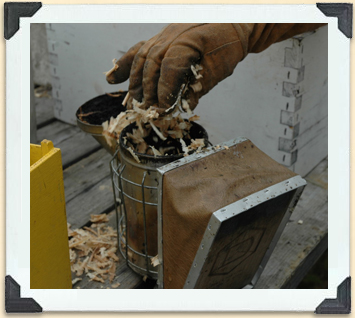 Dried wood shavings provide the fuel for this beekeeper's smoker. 