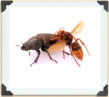Bald-faced hornets are beneficial to humans as they often prey on common garden pests. 