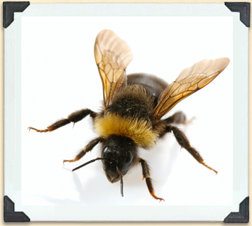 Like honeybees, bumblebees are hairy and have bands on their abdomen, but they are much fatter. 