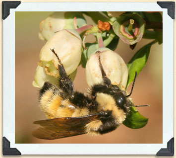 Bumblebees pollinate many crops, but commercially, they are most commonly used for food crops in greenhouses.  