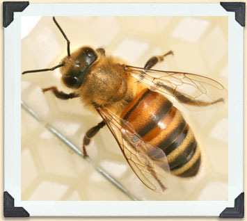 On élève des abeilles russes au Canada parce qu'elles sont résistantes aux maladies causées par les acariens varroa.  
