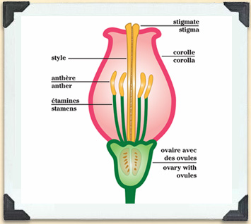 The Importance Of Bees Pollination Bees A Honey Of An Idea