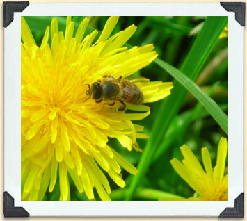 A plant's bright, sweet-smelling flowers attract bees. 