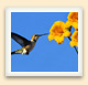 As they fly about in search of sweet nectar, hummingbirds pollinate the flowers they visit. 