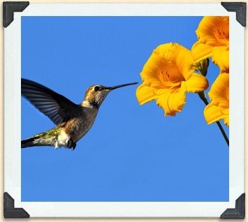 Lorsqu'ils volent à la recherche de nectar sucré, les colibris pollinisent les fleurs qu'ils visitent. 