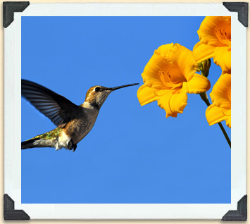 As they fly about in search of sweet nectar, hummingbirds pollinate the flowers they visit. 