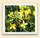 Canola blooms offer bees an excellent source of pollen. 