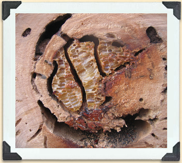 In the wild, bees build their homes in hollow tree trunks. 