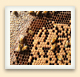 Les abeilles ouvrières prennent soin des larves et de la ruche.   