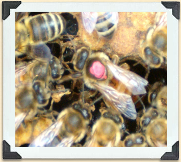 To identify her among thousands of bees in a hive, beekeepers often mark the queen with a tiny dot of colour. 