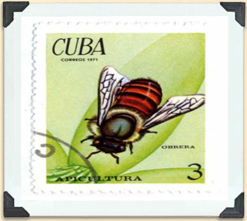 Worker bee on a Cuban postage stamp. 