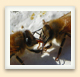 Les butineuses transfèrent le nectar aux abeilles de la ruche, puis le miel est placé dans les alvéoles, qui sont ensuite scellées avec de la cire.   