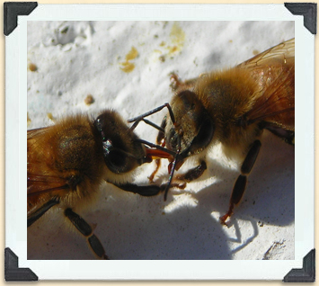 Foraging worker bees transfer nectar to those in the hive; it's then placed in cells that are capped with wax.  