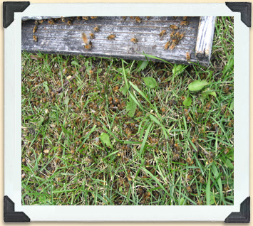 One of the worker bees' tasks is to remove dead hive mates. 