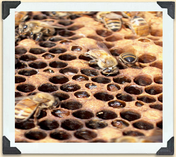 Worker bees act as nurses, feeding larvae in brood cells. 