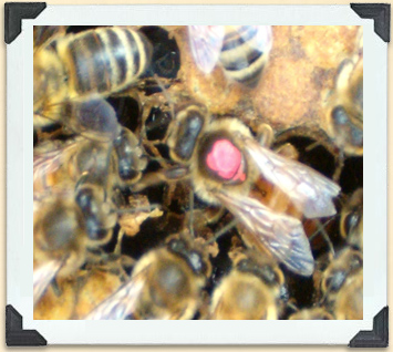 Worker bees care for the queen on the hive frame. 