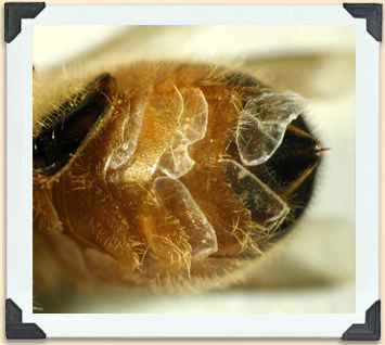 Wax flakes from the bee's abdomen are used to build brood cells. 