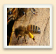 Une ouvrière retourne vers la ruche les corbeilles à pollen bien remplies.  