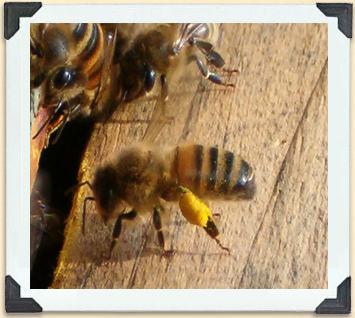 Une ouvrière retourne vers la ruche les corbeilles à pollen bien remplies.  