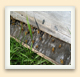 Ces abeilles sont occupées à aérer la ruche et à communiquer les unes avec les autres sur la planche d'envol. 