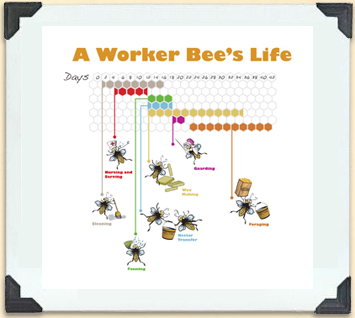 Timeline showing the changing roles of worker bees. 
