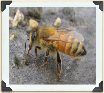 A worker bee drinks water. 